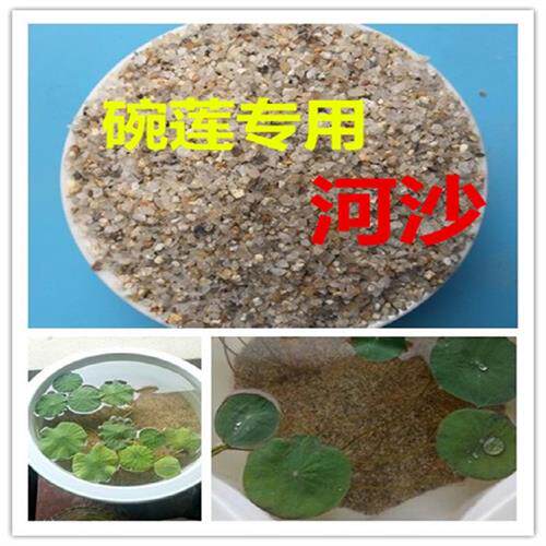 极速碗莲种植专用河沙荷塘泥压土养鱼沙子水培碗莲睡莲铜钱草鱼缸
