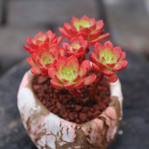 极速火焰蒂亚多肉植物客厅办公肉肉植物防辐射花卉绿植盆栽室内好