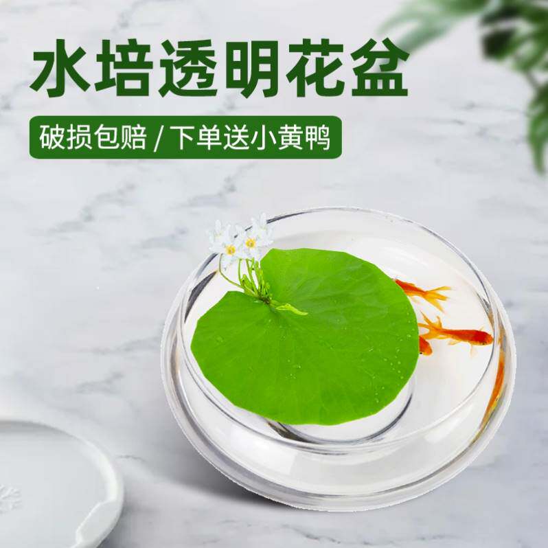 极速新疆西藏包邮水培玻璃花瓶透明碗莲荷花铜钱草盆缸养睡莲的专