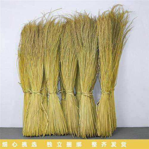 极速贵州香糯米禾杆稻草 绑霉豆腐端午烧灰水绑粽子 编织草芯稻谷