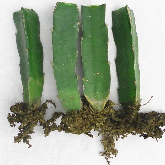 极速嫁接砧木 三角柱三棱箭可以做嫁接蟹爪兰的仙人掌科植物砧木