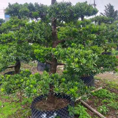 极速真罗汉松大树迎客松黑松庭院花园名贵树盆景造型树别墅大型罗