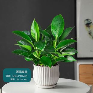 适合卧室养的花室内喜阴不用见阳光阳台种的植物摆在房间的花盆栽