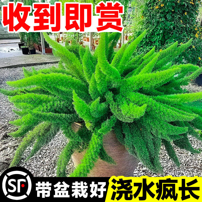 极速狐尾天门冬盆栽大苗庭院阳台花卉植物四季常青易养活室内驱蚊