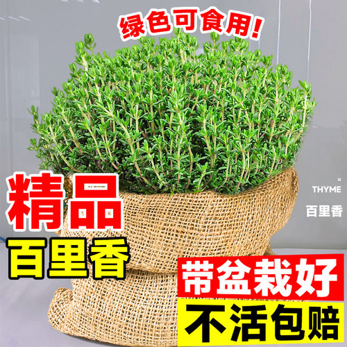 极速百里香盆栽新鲜香料可食用迷迭香牛排用薄荷驱蚊香草植物室内