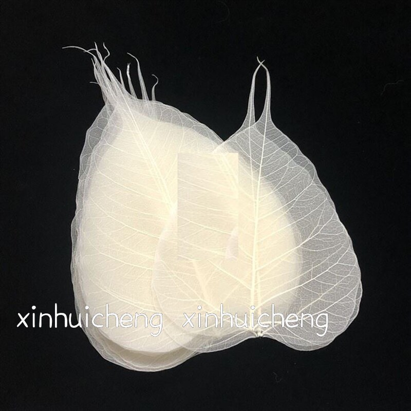 极速菩提叶叶脉 烛台陶瓷木叶天目盏真树叶天然干燥花装饰贴画标