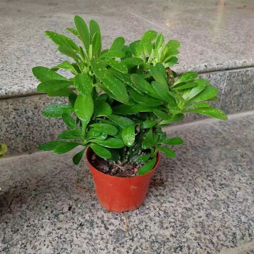 极速多肉植物玉麒麟盆栽花卉仙人掌麒麟掌内室植物桌面植物包邮