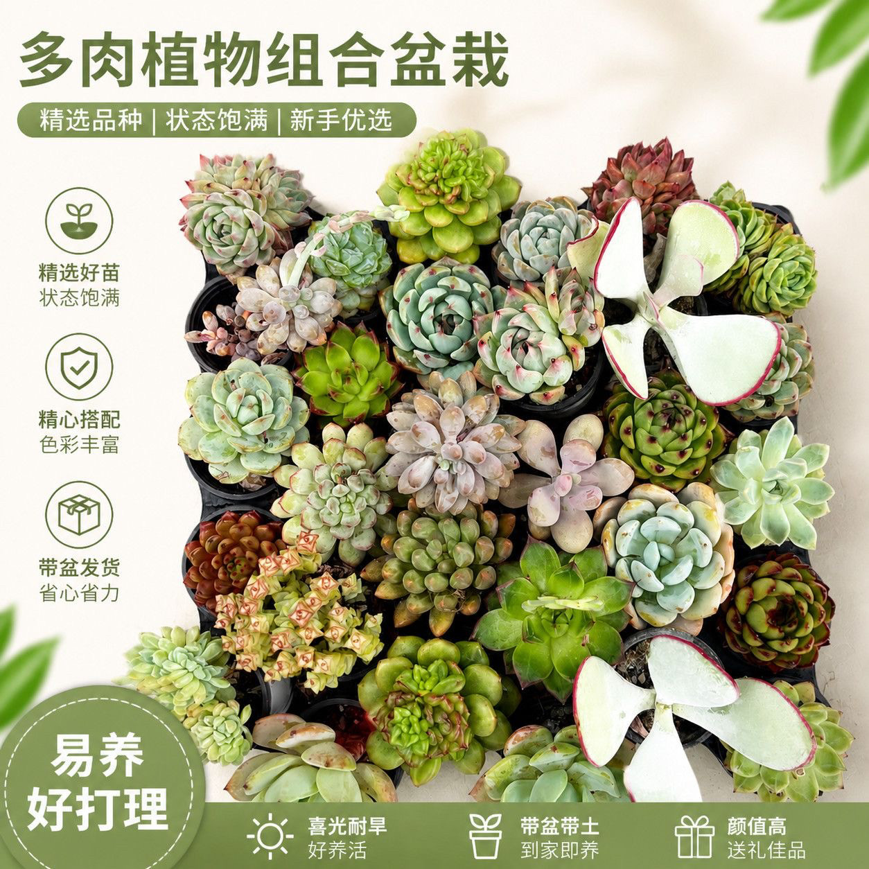 多肉植物大礼包新手好养不重复带多肉植物