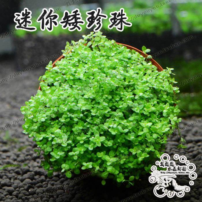 日本迷你矮珍珠草 懒人造景真水草 水下叶水中叶水族造景前景草坪