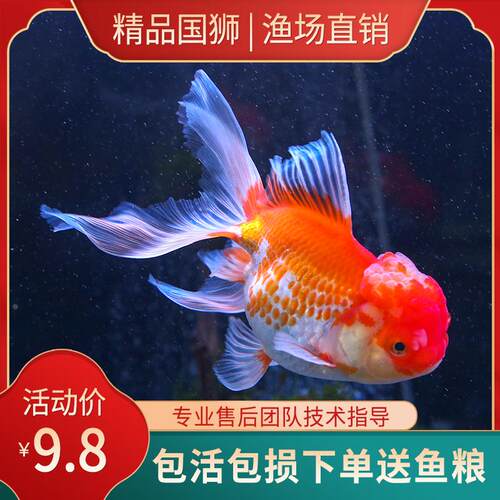 金鱼活鱼冷水观赏鱼狮子头金鱼锦鲤鱼金鱼苗活体淡水小型鱼招财鱼
