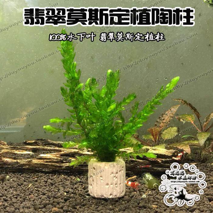水族箱鱼缸造景定植水草 MOSS 莫斯摩丝 大翡翠莫丝树 翡翠莫斯树,搬运/仓储/物流设备,其他起重搬运设备,淘宝优惠券,粉丝福利购,淘宝优惠卷