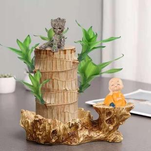 常青开花卉盆栽绿植 幸运木巴西木格鲁特水养水培室内阳台盆栽四季