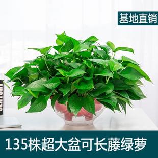 超大盆绿萝长藤垂吊盆栽室内新房家用大叶水培客厅吸甲酫净化空气
