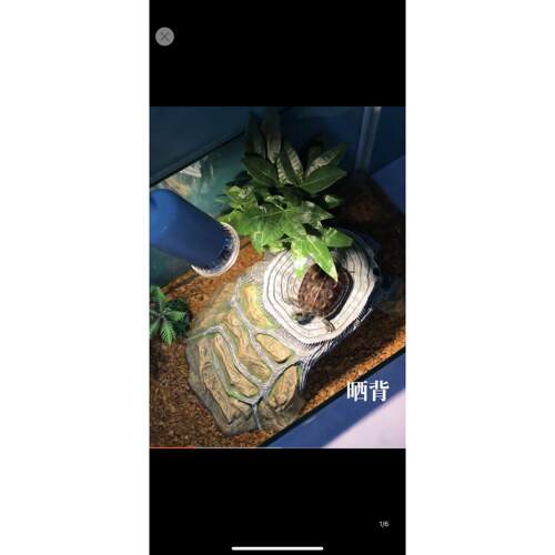 晒龟台乌龟晒台爬台深水用品坡晒背龟缸造景躲避洞屋晒背石头浮台