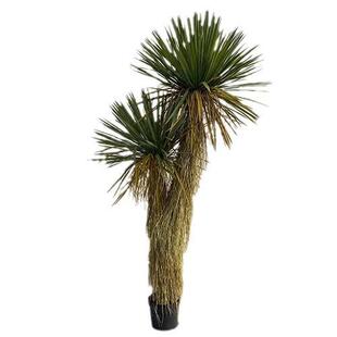 仿真绿植稻草人假植物盆栽蓝长序龙舌兰树室内外装饰丝兰树摆件