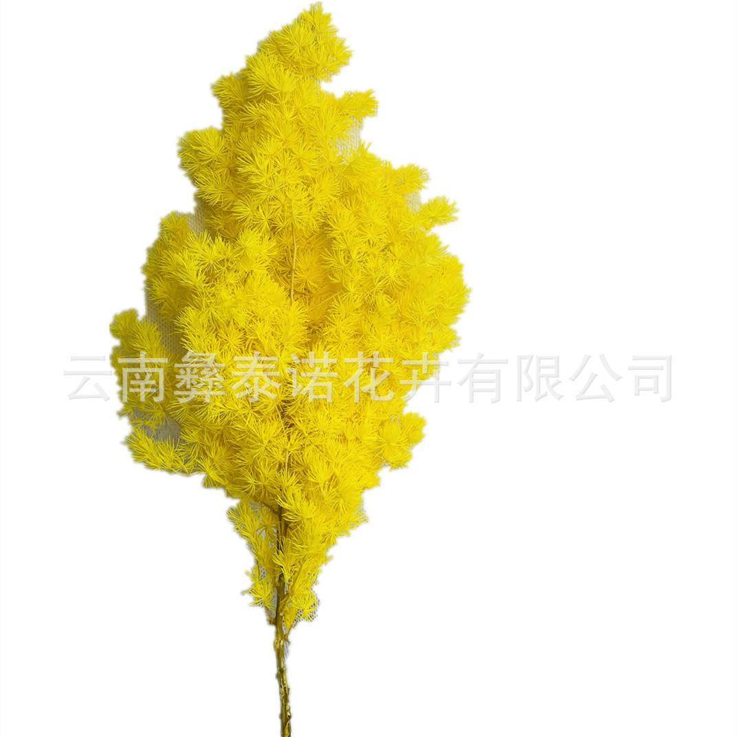 永生花蓬莱松手工DIY制作花材婚庆节庆用品场景布置花材云南基地,家居饰品,餐桌花艺,淘宝优惠券,粉丝福利购,淘宝优惠卷