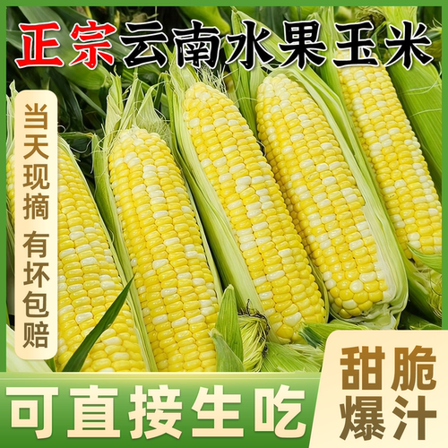 【正宗云南金银玉米】新鲜爆甜