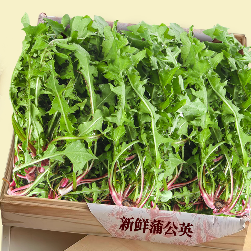 新鲜蒲公英！老农力荐！热抢
