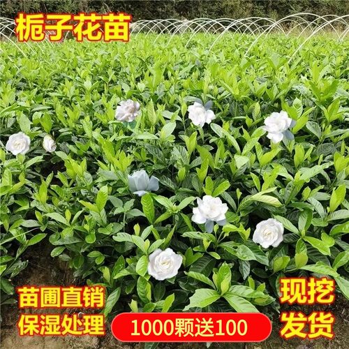 大叶栀子花栀子花室内外重瓣浓香
