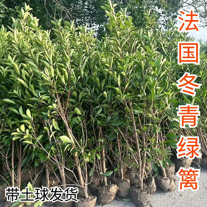 围墙篱笆正宗冬青苗树苗四季常青
