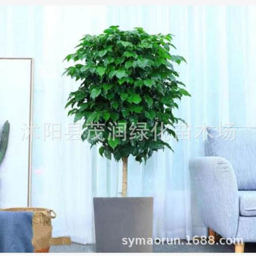 幸福树盆栽大型绿植大幸福树客厅常青绿植花卉绿宝办公室植物