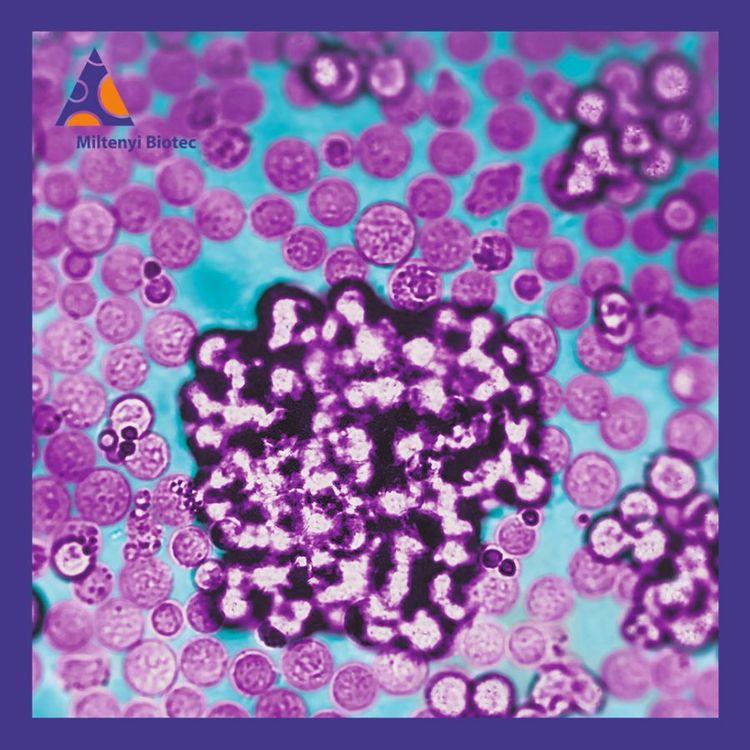 美天旎磁珠分选CD134OX40生物素