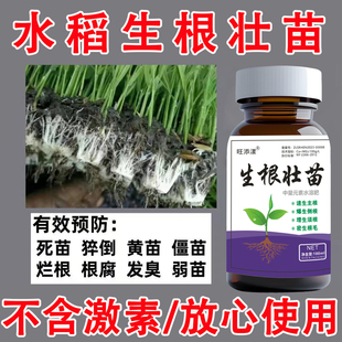 育苗生根剂育秧专用肥水稻苗床壮秧剂水稻防僵苗烂秧生根壮苗爆长