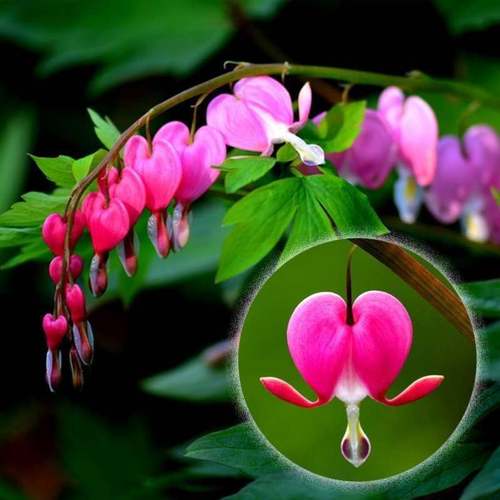 荷包牡丹锦囊花铃心草兔儿花耐寒好养耐活浓香型花卉四季开花