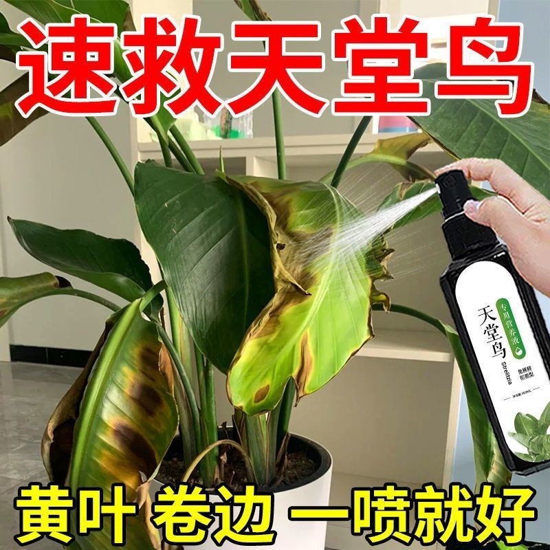 天堂鸟专用营养液促生长叶片增温和不烧根速效水溶肥宠物家庭可用