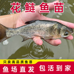 特大花鲢鱼苗淡水养殖食用胖头鱼鲢鳙鱼苗雄鱼冷水鱼大头鱼苗活鱼