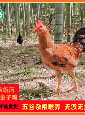 凤源祥有机童子鸡全粮走地鸡高山散养新鲜现杀小公鸡小笨鸡整只