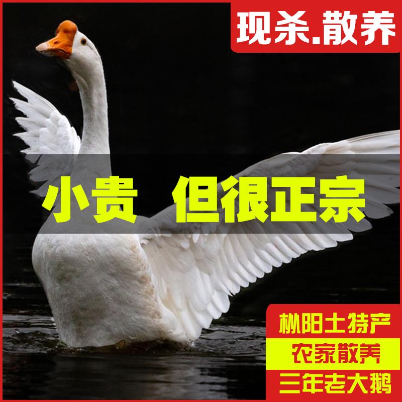 安徽枞阳大白鹅农家散养土鹅草鹅生鹅肉新鲜大鹅当天现杀鹅肉整只