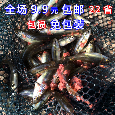 小麦穗鱼苗饲料观赏鱼活体水族宠物中国原生鱼群游小型淡水冷水鱼