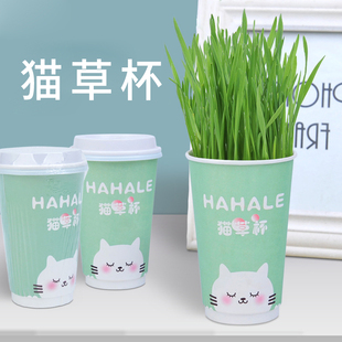 速发猫草杯猫咪零食猫草籽猫草盆栽自已种好懒人水无土培幼猫零食