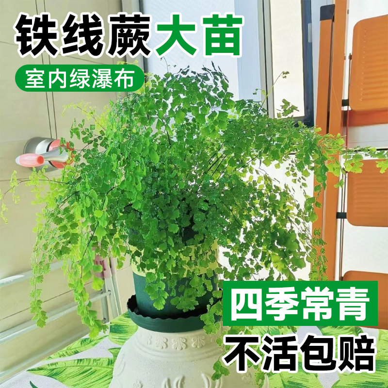 速发铁线蕨盆栽水培垂类植物耐阴客厅办绿室内外蕨吊好养活四季常