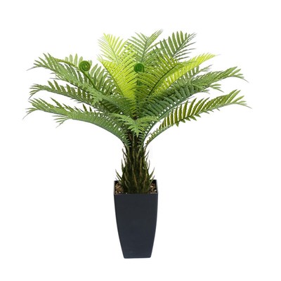 速发绿植富贵蕨树高端室内植物造景马耳蕨猴头蕨桫椤树