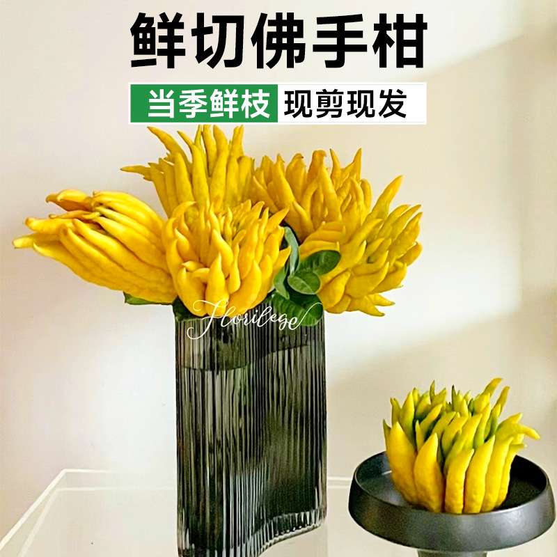 佛手柑鲜柑带枝水培植物鲜果佛手瓜摆件室内水养绿植盆栽插花观赏