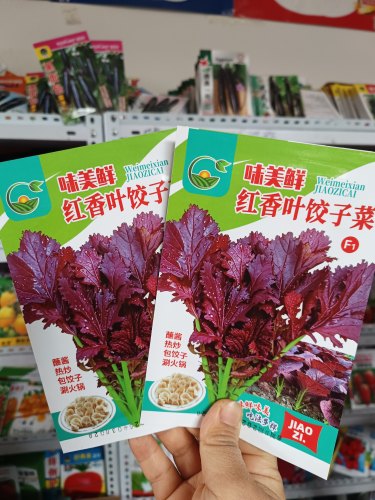 红香叶水芹菜饺子菜种子