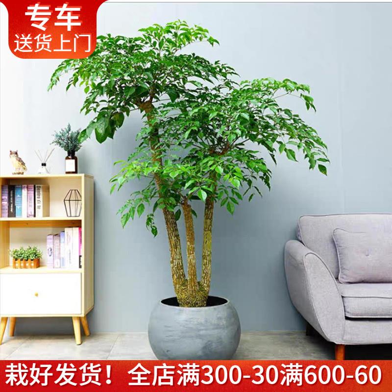 大型幸福树盆栽多叉幌伞枫大厅植物办公室绿植高端大气上档次