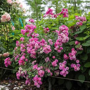 浓香花多阳台庭院花卉植物盆栽 甜蜜马车欧月微型月季