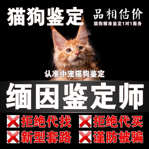 缅因宠物鉴定师咨询狗狗猫品种品相鉴定估价缅因猫鉴定缅因猫估价