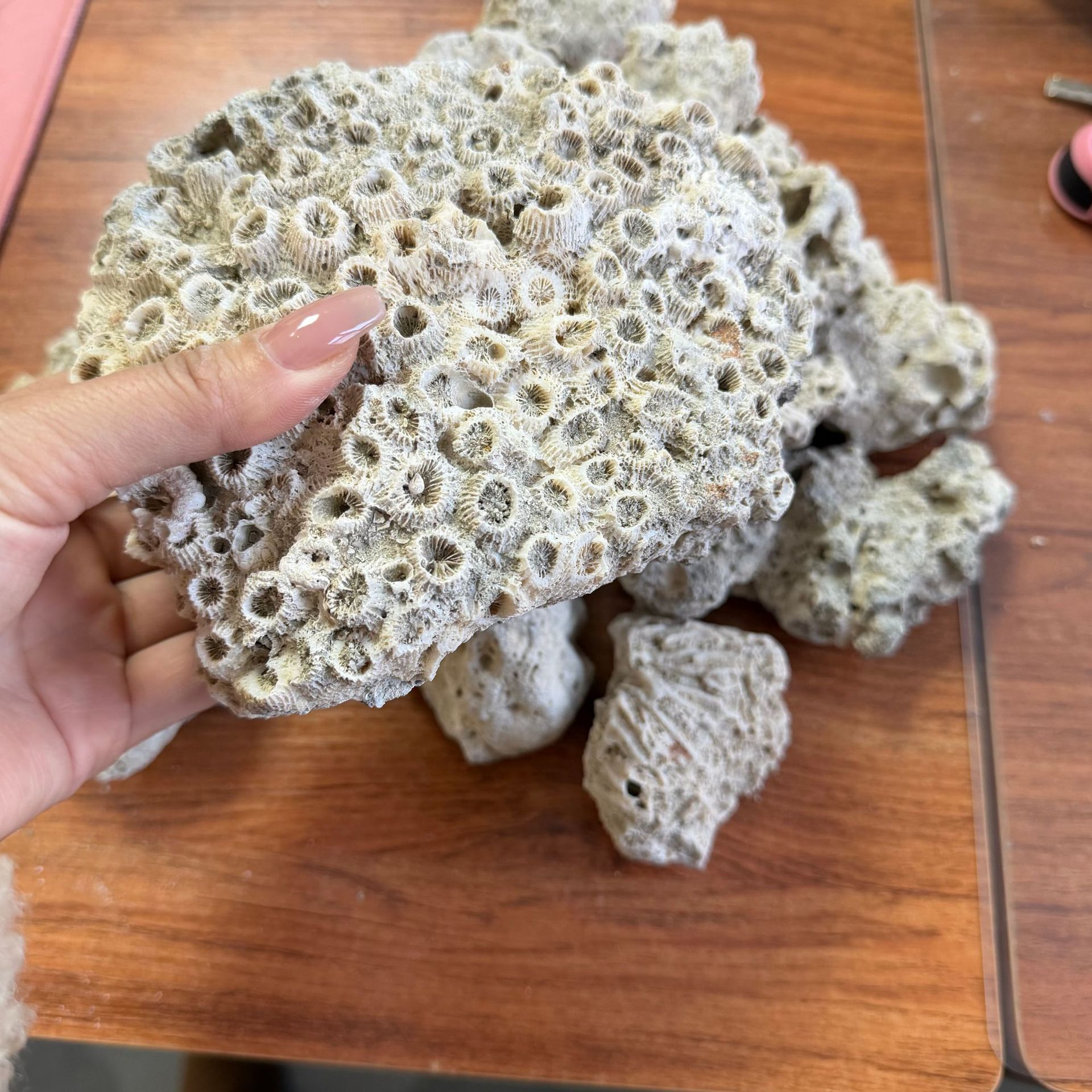 厂家现货供应珊瑚石死石 造景珊瑚石块大号珊瑚石
