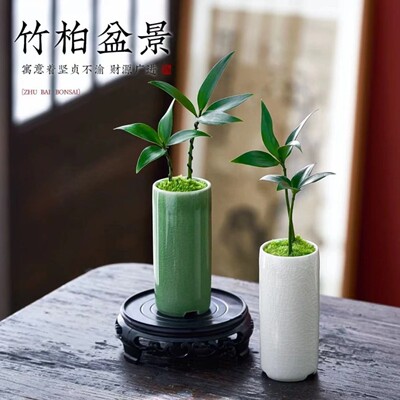 竹柏盆景小驱蚊草植物室内办公室桌面四季好养活绿植特小迷你盆栽