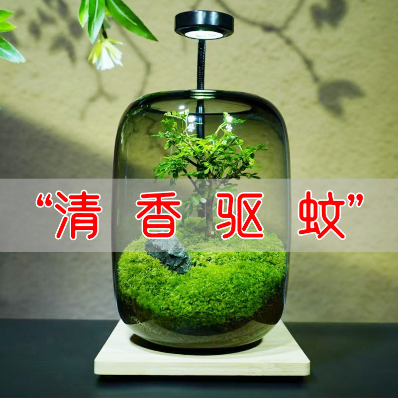 盆景鱼缸好养鲜活绿植生态瓶鱼缸