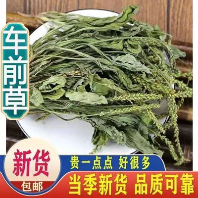 正宗野生车前草中药材正品500g新鲜无硫干货泡水喝的功效与作用