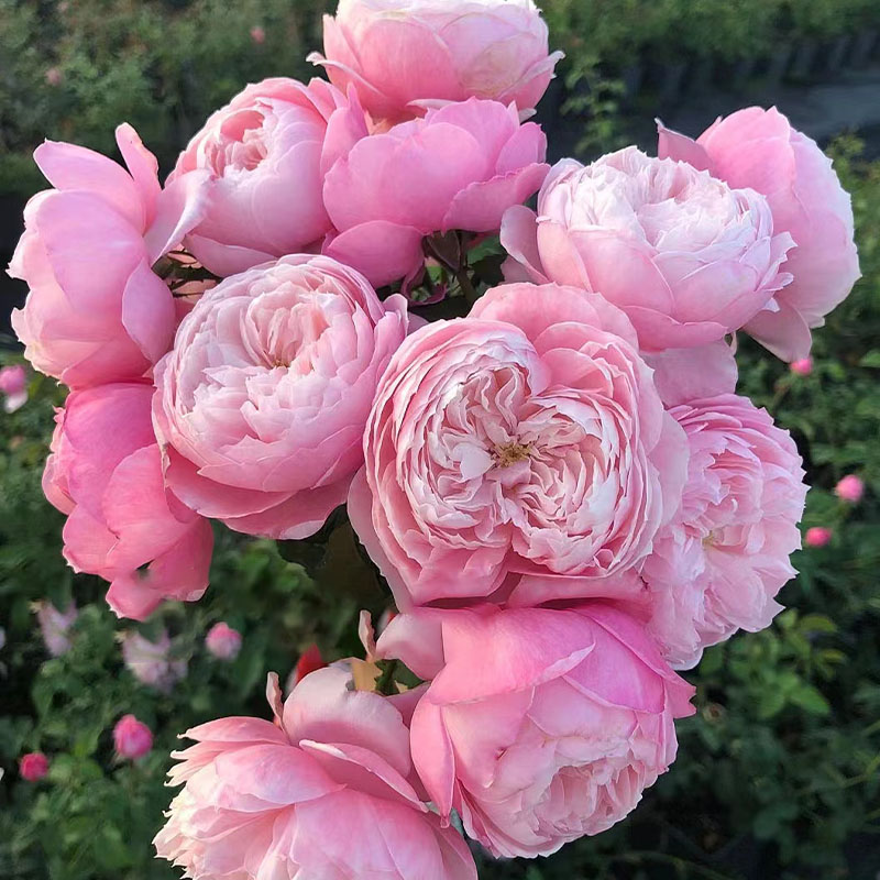 速发羽毛月季卉苗大花浓香开花粉色玫瑰四季盆栽花花河本耐热欧花