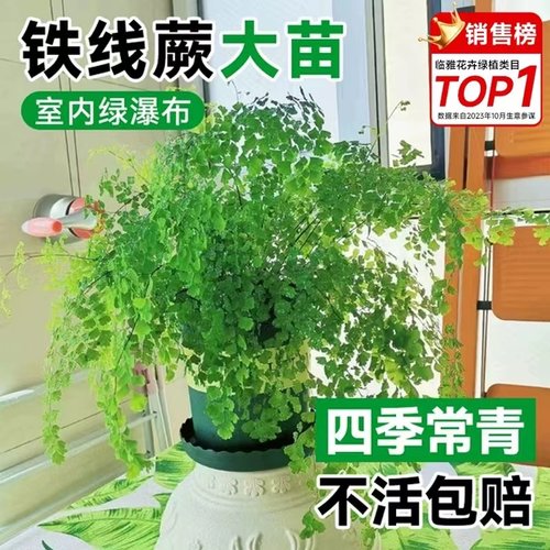 速发铁线蕨盆栽净空化气蕨类室内外植物观叶四季常青花卉绿植耐阴