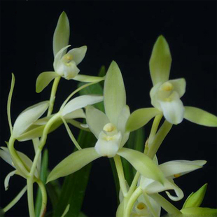 速发高 兰花 金 马尾丝建兰四季素心兰花苗 室内外台宅盆栽花卉绿