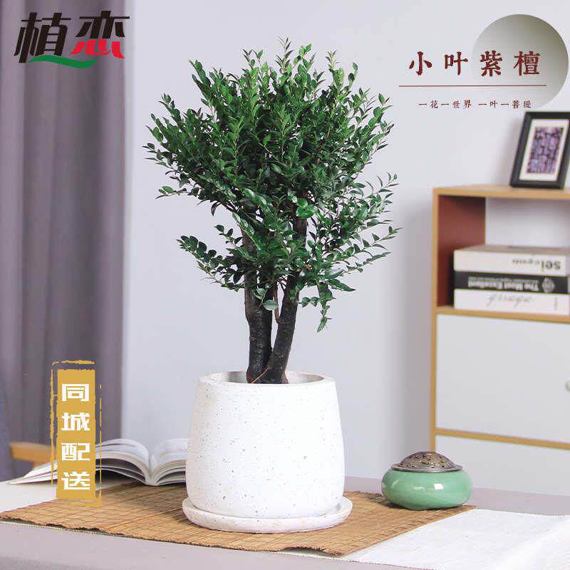 小叶紫檀赤楠盆景植物老桩办公室绿植室内桌面盆栽好养 苏州无锡