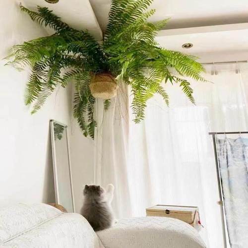 霸王蕨盆栽垂吊蕨类挂式植物波斯顿蕨室内好养活雨林绿植长叶肾蕨